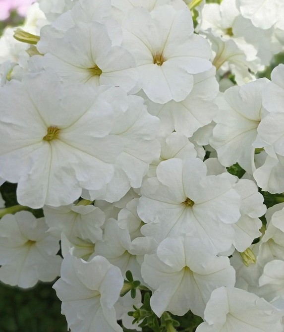 Петунія 'Сорт А' Крупноцветковая петунія 'Сорт А' вражає своїми величезними пурпуровими квітами в саду.