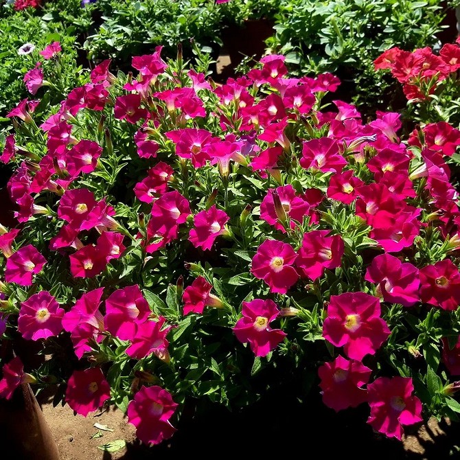 Дизайн саду з петуній Композиції з петуній різних сортів: створіть унікальний дизайн саду