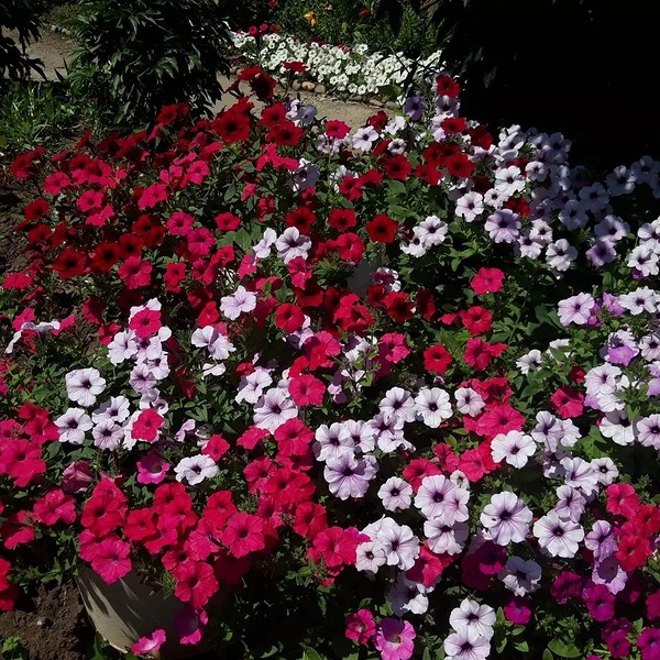 Петунія: вибір для саду Петунія квітуча 2026: вибір кольорів та форм для вашого ідеального саду.