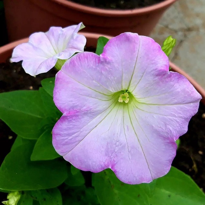 Петунія: Біло-рожевий мікс Фотографія петунії з білими та рожевими квітами. Стійкість до перепадів температур.