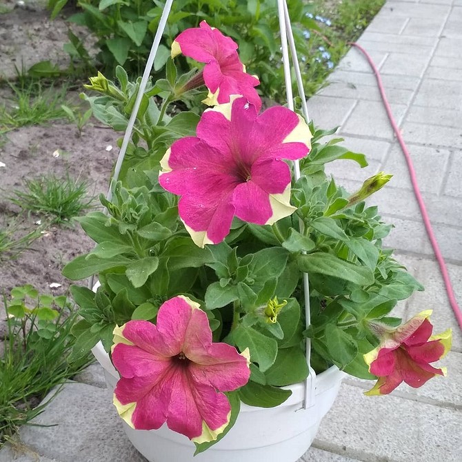 Пишне цвітіння петунії Петунія, що рясно цвіте, привертаючи увагу своїми великими та яскравими квітами.