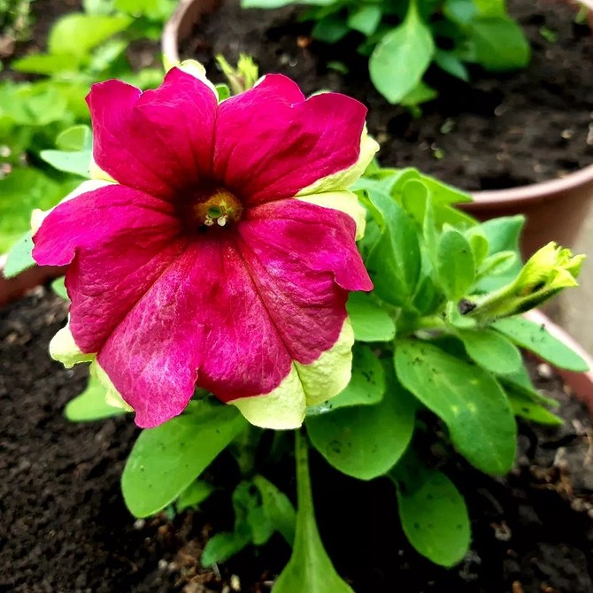 Синя петунія в горщику Кущ пишної петунії насиченого синього кольору, висаджений у великому горщику.