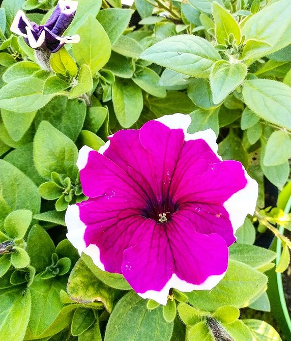 Велика квітка петунії Засушена петунія, що демонструє красу великих квітів, вирощених в домашніх умовах.