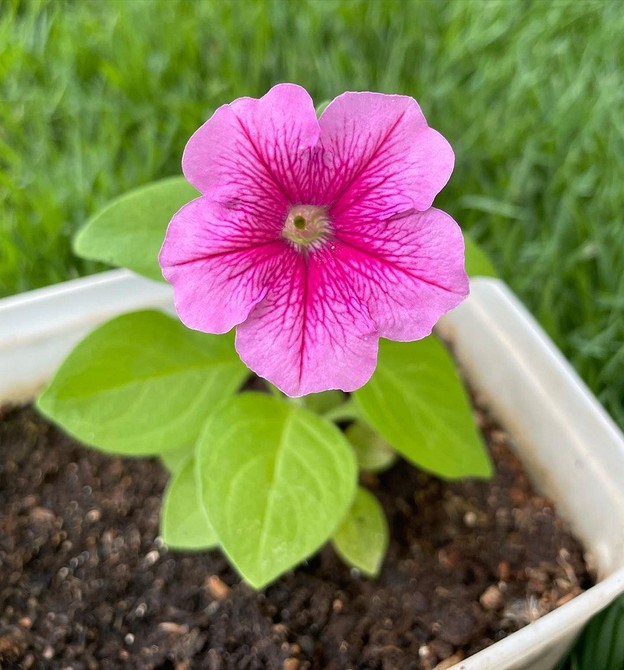 Стійкість петунії Стійка до перепадів температур петунія: вибір сорту для українського клімату.