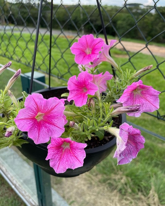 Догляд: петунія 2026 Петунія 2026: догляд без помилок для досягнення максимального цвітіння.