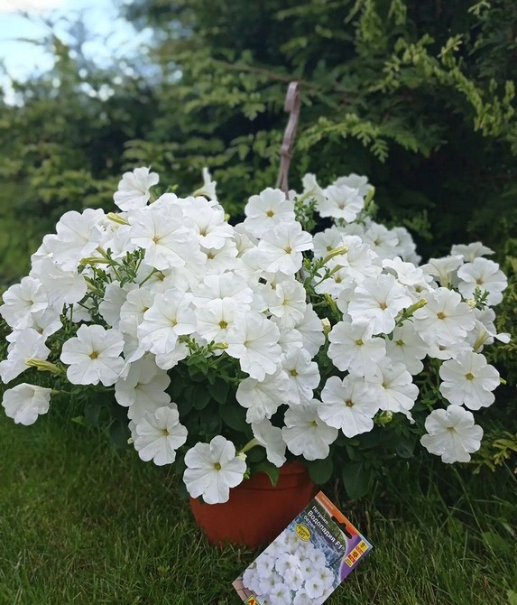 Петунія в кашпо Різнокольорові грандіфлора петунії, що рясно цвітуть у підвісному кашпо.