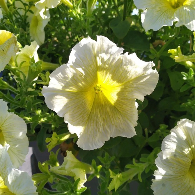 Петунія в корзині Петунія, що рясно цвіте в підвісній корзині, створюючи каскад кольорів.