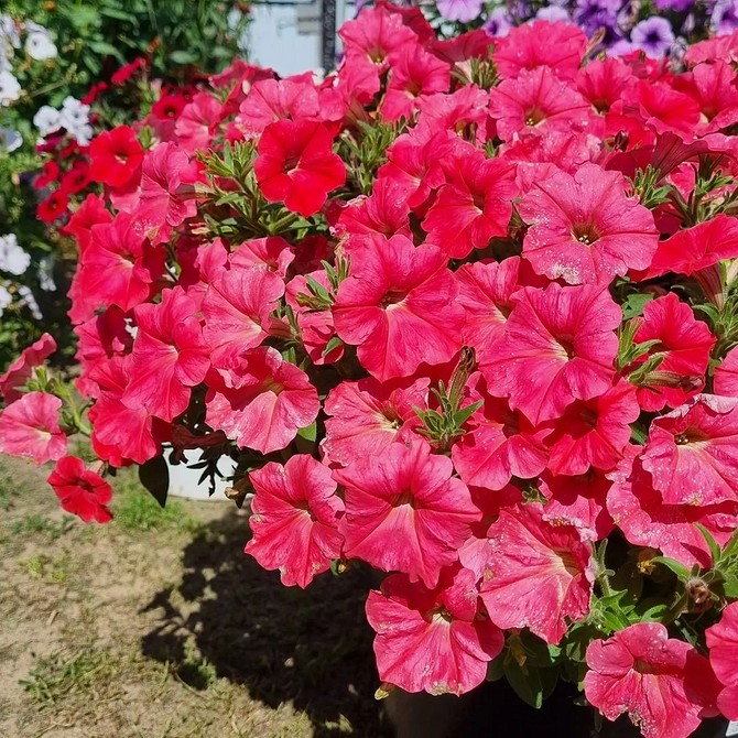 Раннє цвітіння петуній Петунії з раннім цвітінням: насолоджуйтесь красою квітів вже навесні у 2026.