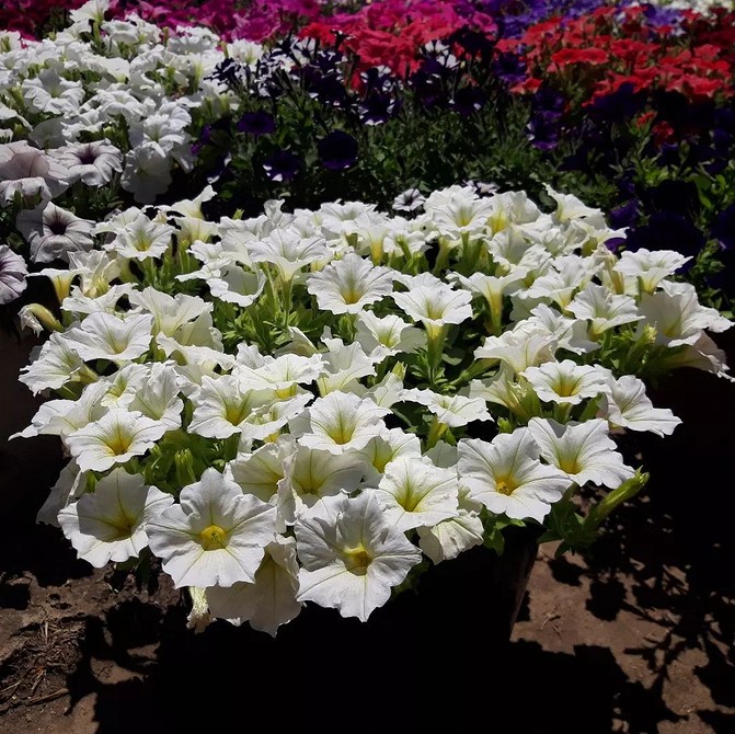 Вирощуємо петунію Вирощування петунії: поради для рясного цвітіння, незалежно від перепадів температур