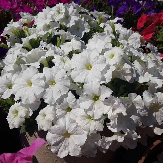 Райдужна петунія: Мікс кольорів Петунія з різнобарвними квітами, включаючи рожевий, білий та фіолетовий. Рясне цвітіння.