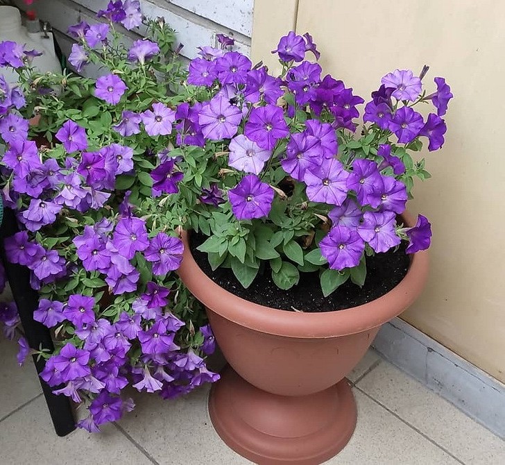 Петунія: простий догляд Догляд за петунією: секрети вирощування квітучих рослин без обрізки