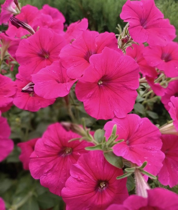 Композиції з петуній Поєднання різних сортів петуній для створення унікальних композицій у вашому саду