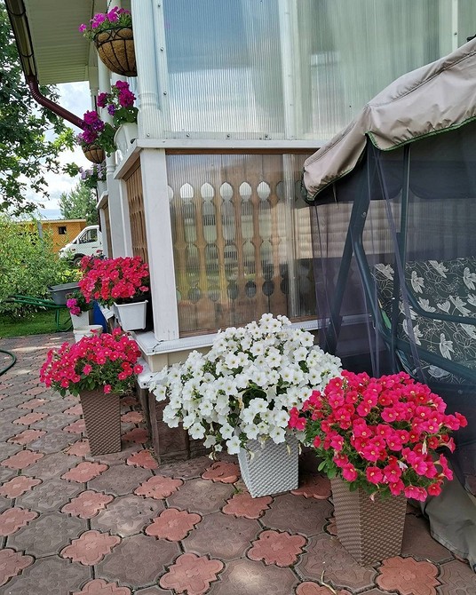 Петунія з великими бутонами Петунія з великими бутонами насиченого кольору для прикраси саду