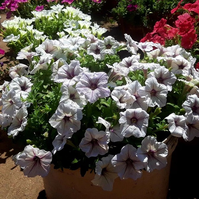 Деталі квітки петунії Фото крупним планом квітки петунії з виразними прожилками. Петунія 2026.