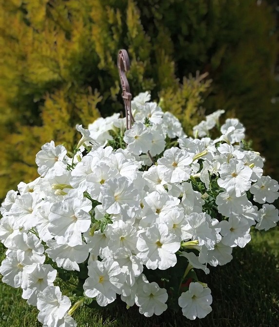 Море петуній: Рясне цвітіння Фотографія великої кількості різнокольорових петуній, висаджених разом, рясне цвітіння.