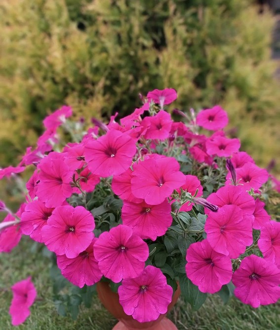 Деталі квітки петунії Крупний план петунії, показує структуру бутону та насиченість кольору квітки