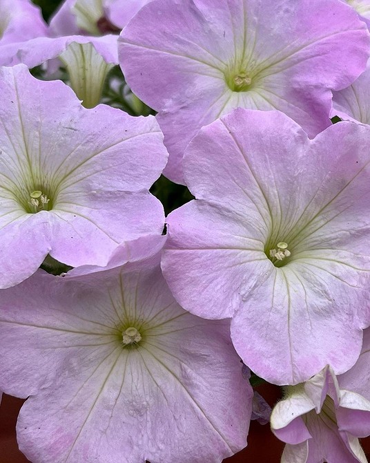 Петунія в підвісному кошику Петунія в підвісному кошику, невибагливість до освітлення, рясне цвітіння.