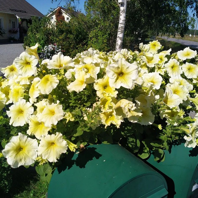 Двоколірна петунія Петунія з двоколірними великими квітами, що привертають увагу.