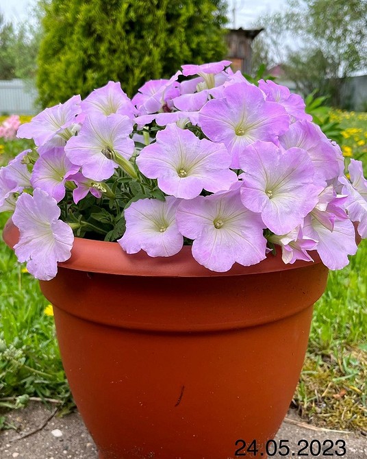 Темно-фіолетова петунія Петунія з темно-фіолетовими квітами, стійкість до перепадів температур.