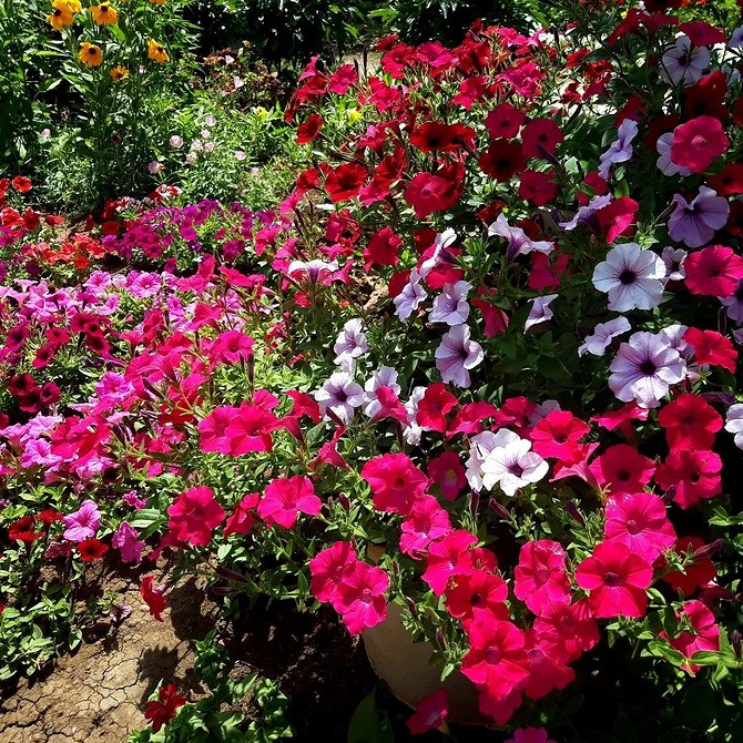 Сад з неоновими петуніями Неонові петунії, що не потребують обрізки, для сучасного дизайну саду.