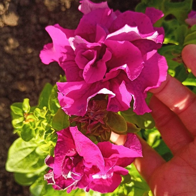 Ніжні квіти петунії Ніжно-рожеві великі квіти петунії, що розкрилися під сонячним промінням.