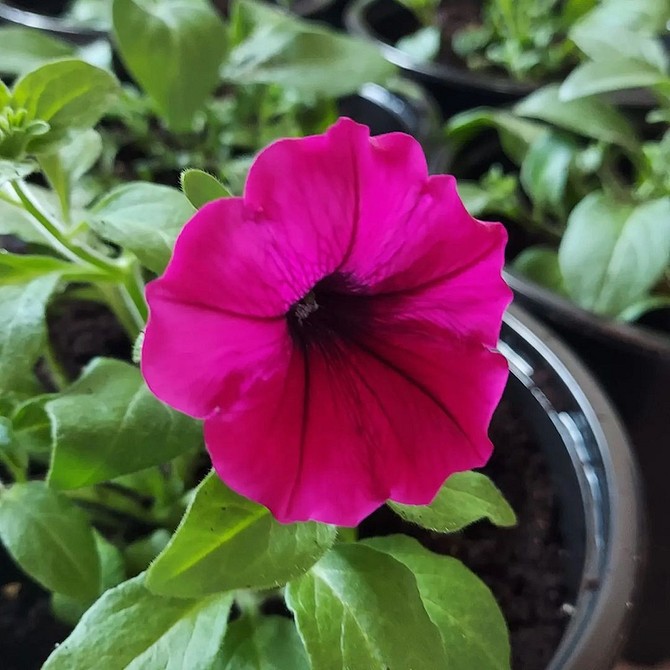 Петунія в горщику Петунія в горщику: яскравий акцент на балконі або терасі 2026