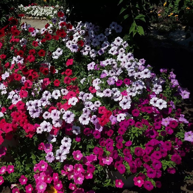 Петунія: квіти для саду Петунії: ідеальний вибір для саду, балкону або тераси, квітучі 2026.