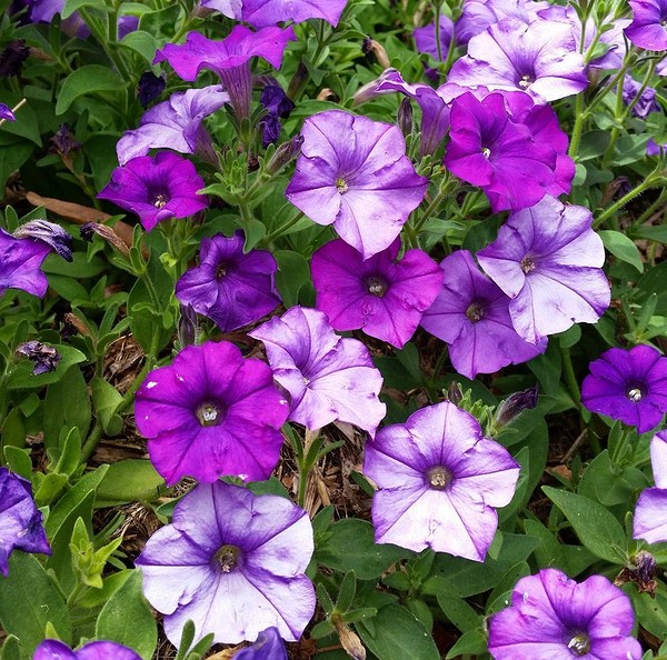 Неонові петунії в саду Велика колекція петуній різних кольорів: від ніжних до неонових відтінків