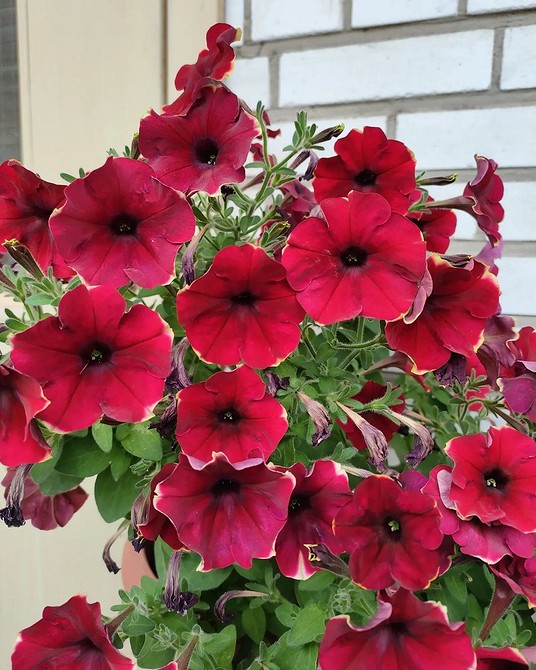 Пишне цвітіння петунії Пишна петунія: секрети посадки та догляду для рясного цвітіння в саду