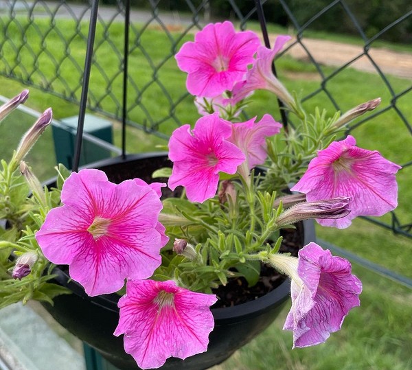 Петунія і світло Невибаглива до освітлення петунія: вирощування в тіні та на сонці 2026.