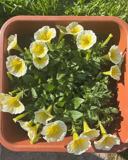 Петунія 2026: вибір Петунія 2026: вибір сортів, посадка, догляд та забезпечення рясного цвітіння