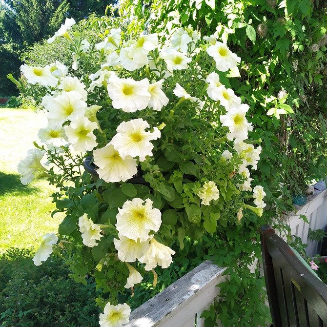 Петунія у контейнері Петунія з бордовими квітами, що росте в садовому контейнері.