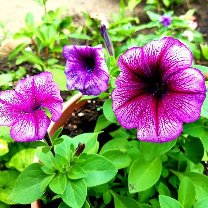 Фіолетова ніжність петунії Петунія з фіолетовими квітами на фоні зелені, невибагливість до освітлення.