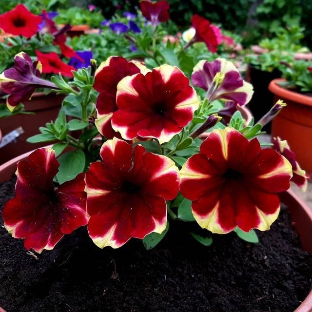 Петунія для балкону Петунія різних кольорів і форм, невибаглива до освітлення, ідеальна для балконів