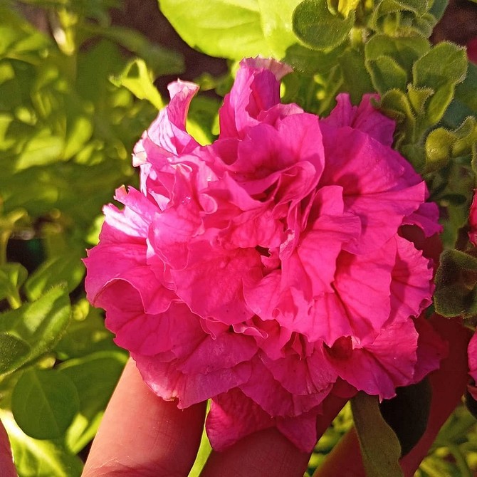 Петунія: квітучий сад Пишне цвітіння петунії: поради по догляду та вирощуванню в 2026 році.