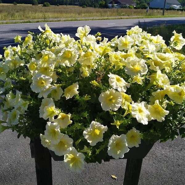 Колекція петуній Різноманіття сортів петуній з великими квітами, що висаджені поруч.