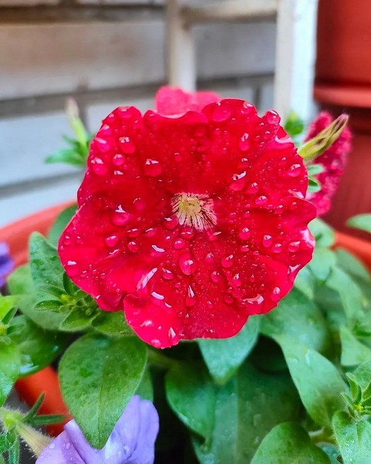 Петунія: рясне цвітіння Яскраві квіти петунії, що рясно цвітуть навіть при невибагливому освітленні в саду