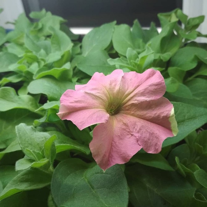 Грандіфлора петунії Грандіфлора петунія з великими, ефектними квітами, що домінує на клумбі.