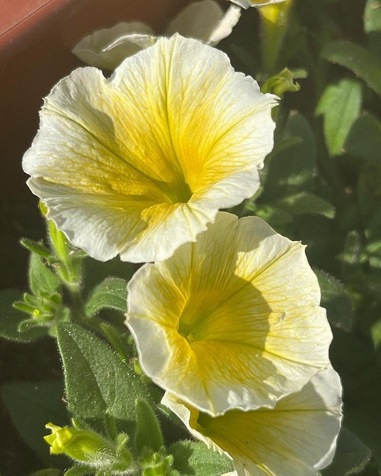 Догляд: поради Догляд за петунією: як досягти рясного цвітіння та захистити від перепадів температур