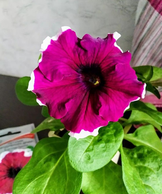 Грандіозна петунія Крупноцветковий сорт петунії, що вражає своєю грандіозною формою та насиченим кольором.