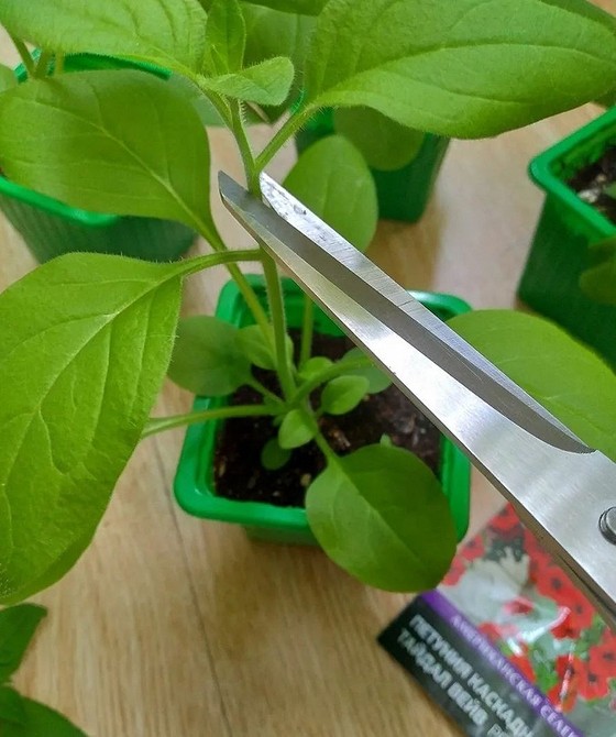 Петунія у контейнері Ніжно-фіолетова петунія з великими квітами, висаджена у стильному контейнері.