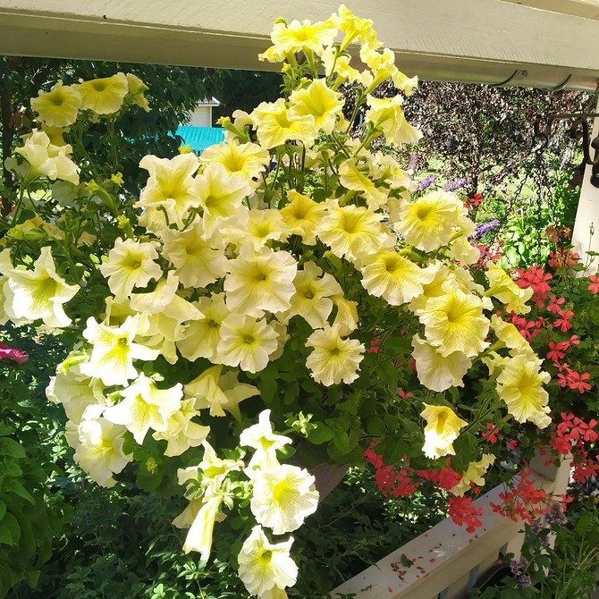 Низькоросла петунія Низькоросла петунія з безліччю дрібних квітів, що покриває ґрунт.