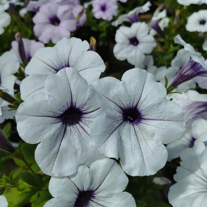 Квітуча петунія для саду Різноманітні квітучі петунії в саду: яскраві кольори та раннє цвітіння