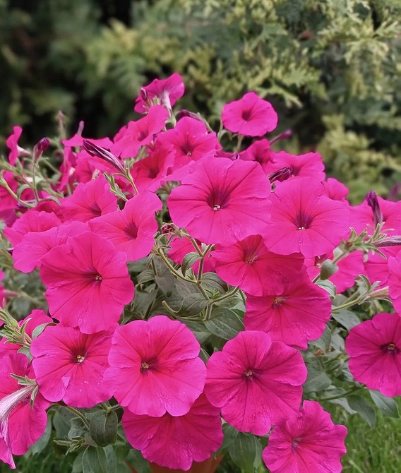 Вирощування петунії Квітучі петунії: поради щодо вирощування та догляду в 2026