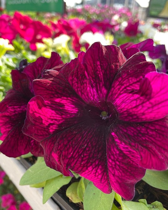 Елегантна біла петунія Біла грандіозна петунія з махровими пелюстками, що виглядає дуже елегантно.