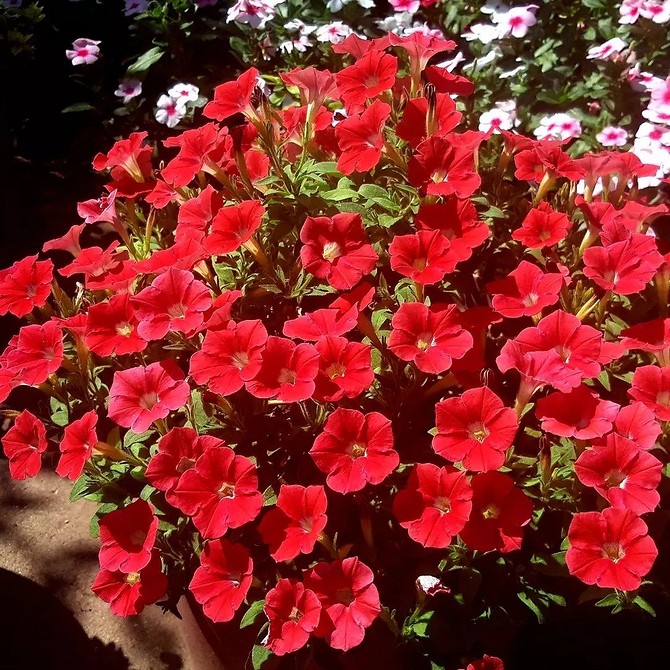 Клумба з петуніями Клумба з петуніями: стійкість до перепадів температур та невибагливість до освітлення