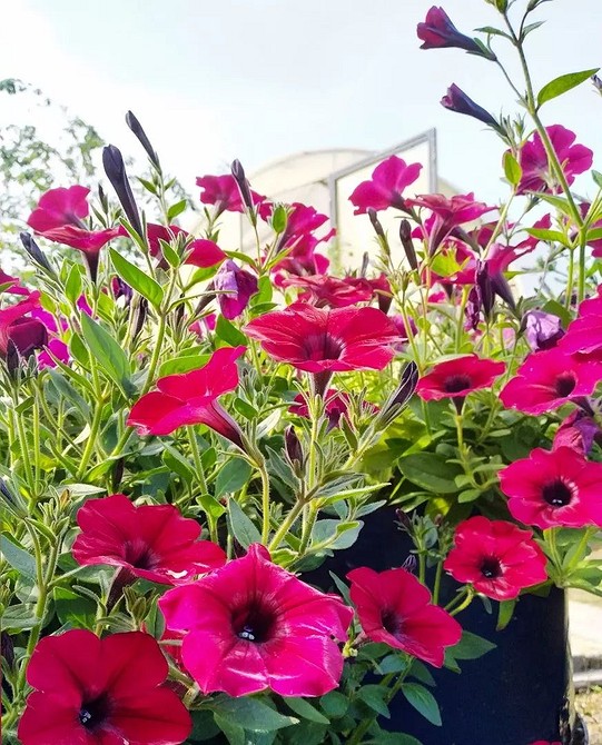 Весняні петунії Раннє цвітіння петуній: ніжні квіти радують око з перших днів весни.