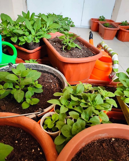 Краса петунії Детальний вигляд великої квітки петунії, що демонструє її красу.