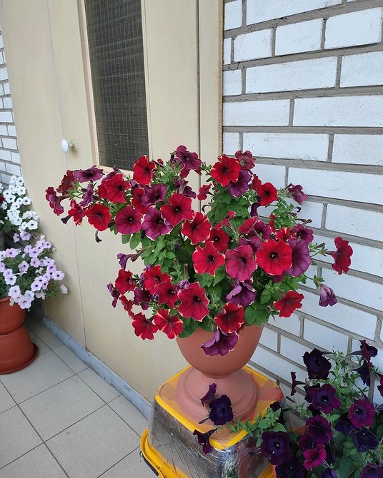 Сорти петунії 2026 Різноманіття сортів петунії для вирощування у 2026 році, стійких до перепадів температур