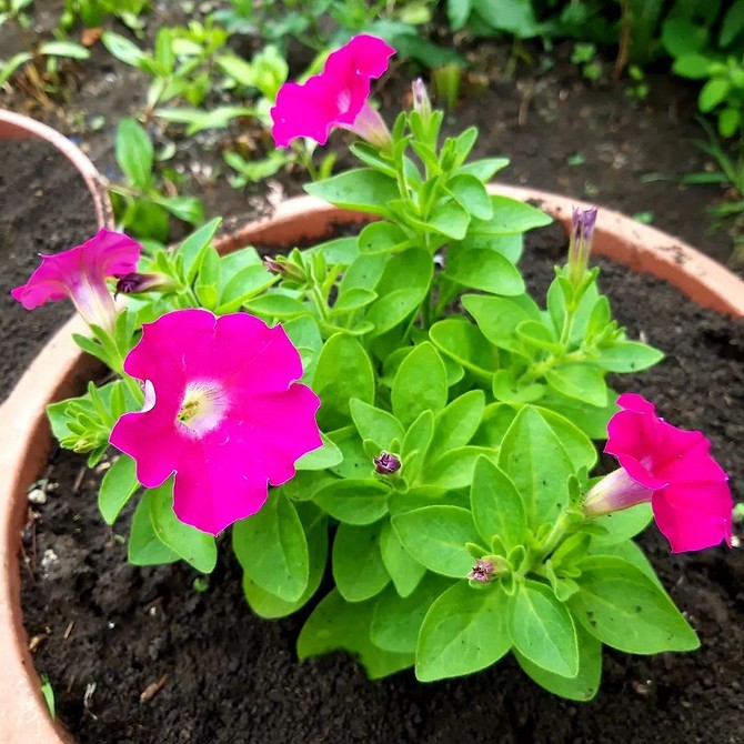 Секрети догляду Петунія: секрети пишного цвітіння та догляду без помилок в саду 2026